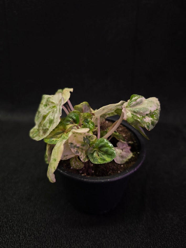 Peperomia Pink Lady #06