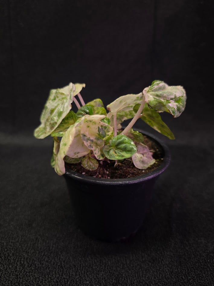 Peperomia Pink Lady #06