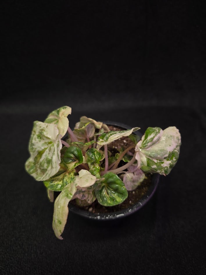 Peperomia Pink Lady #06