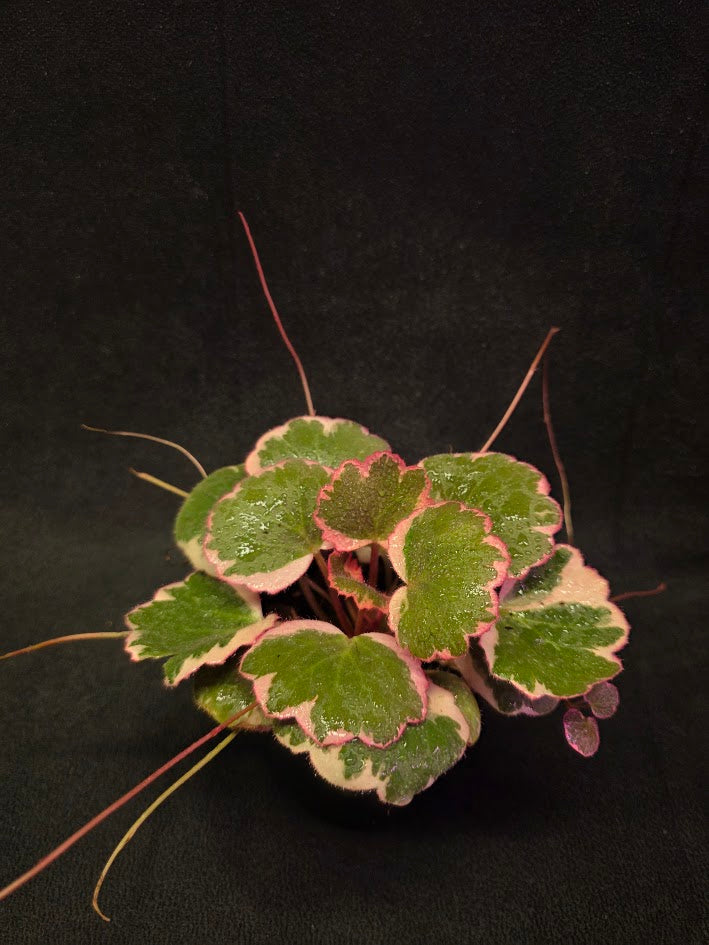 Begonia Strawberry Tricolor #01