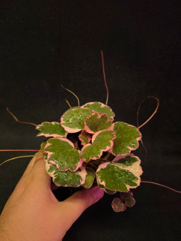 Begonia Strawberry Tricolor #01
