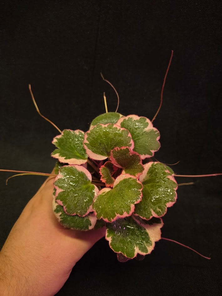 Begonia Strawberry Tricolor #01