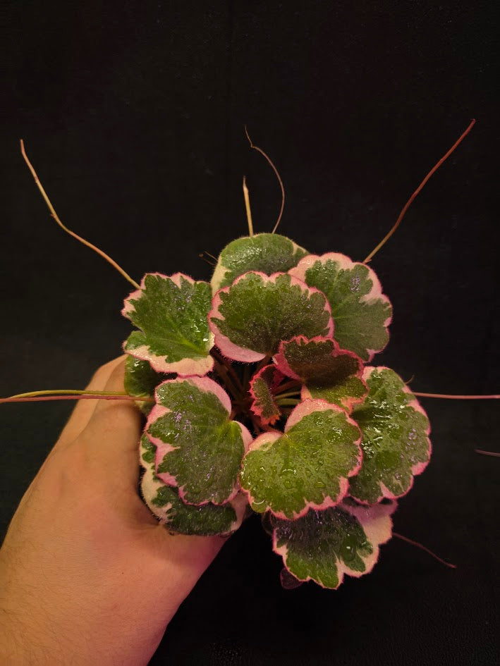 Begonia Strawberry Tricolor #01