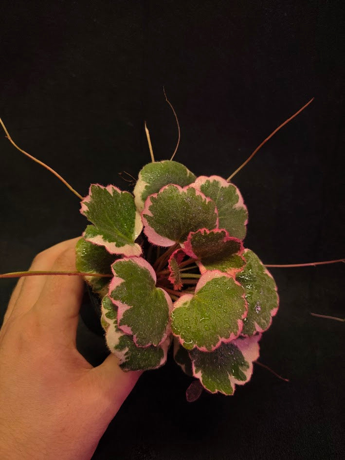 Begonia Strawberry Tricolor #01