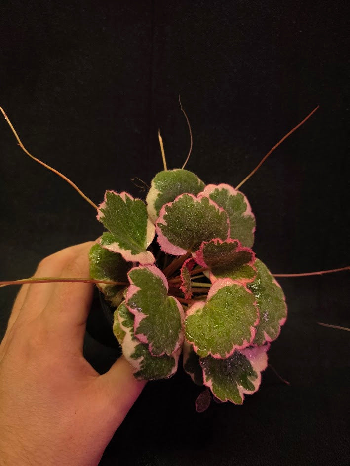 Begonia Strawberry Tricolor #01