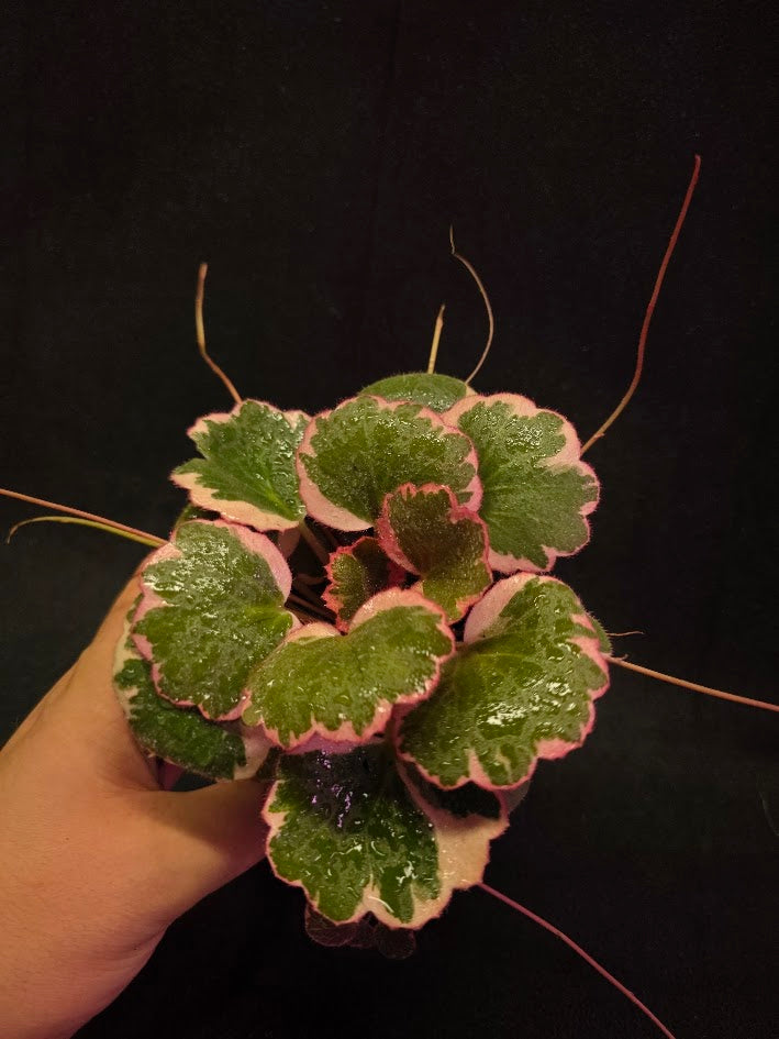 Begonia Strawberry Tricolor #01