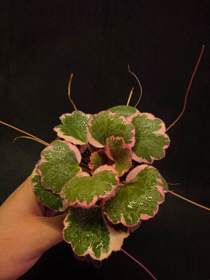 Begonia Strawberry Tricolor #01