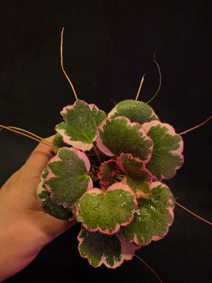Begonia Strawberry Tricolor #01
