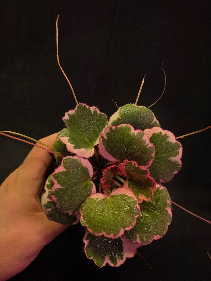 Begonia Strawberry Tricolor #01