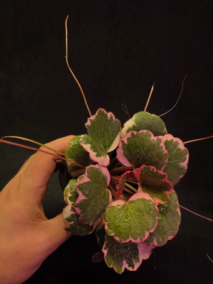 Begonia Strawberry Tricolor #01