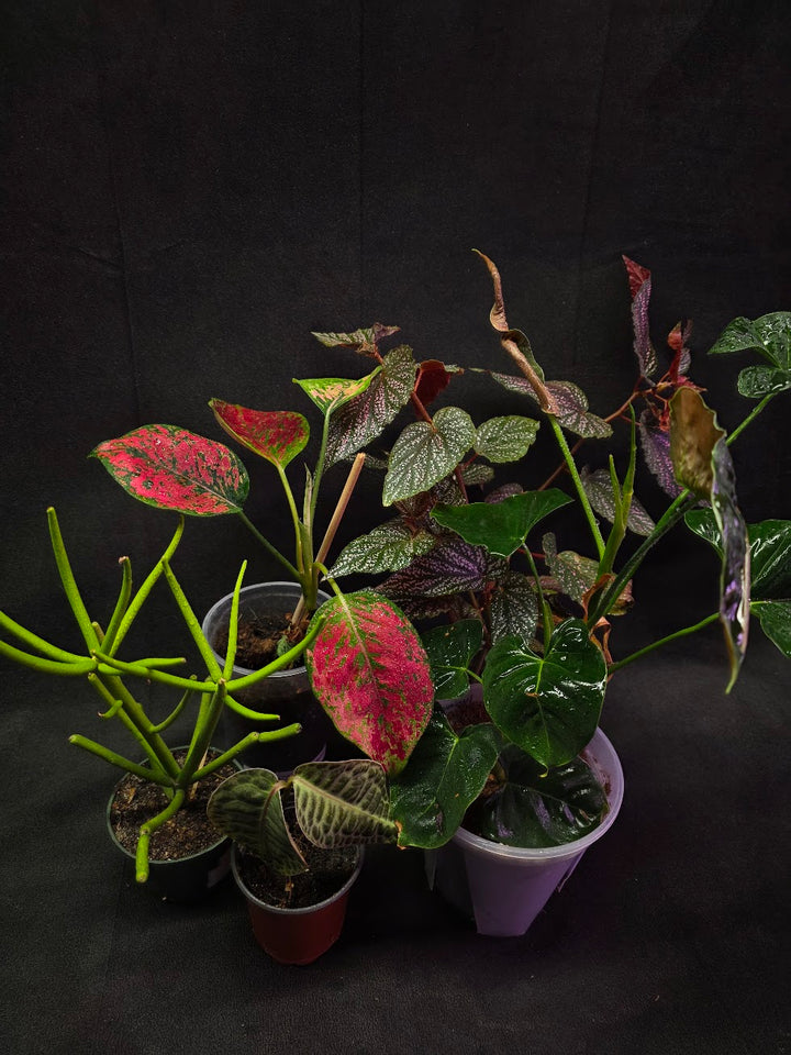 Assorted Blowout Box #01 - SPECIAL PRICING!