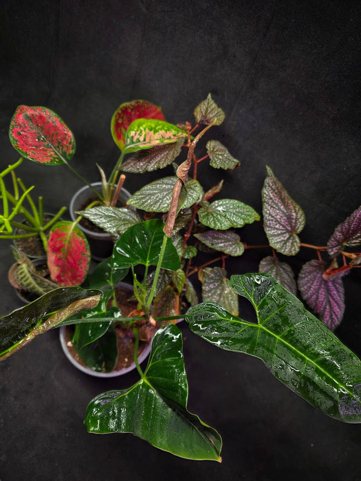 Assorted Blowout Box #01 - SPECIAL PRICING!