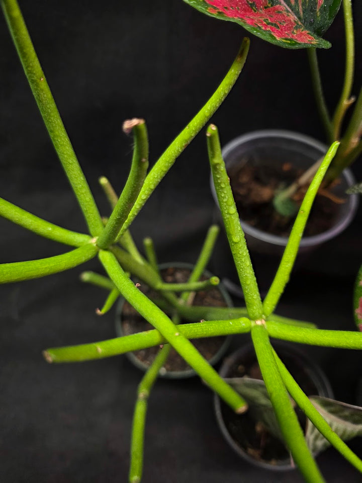 Assorted Blowout Box #01 - SPECIAL PRICING!