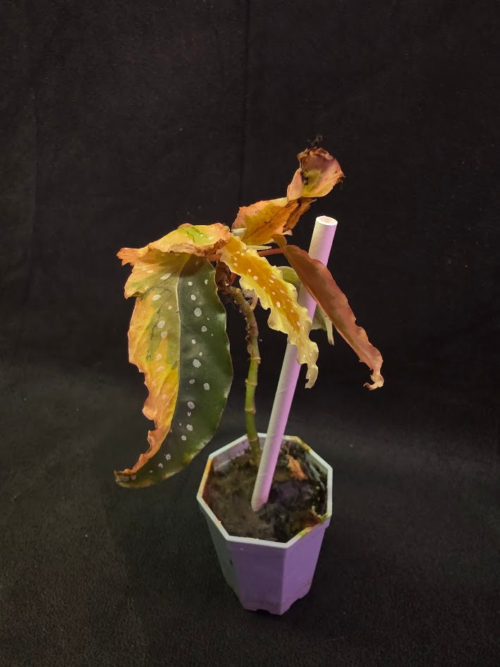 Begonia Dainty Spray Sport Variegated #01 – YEG Exotic Plant Crowd
