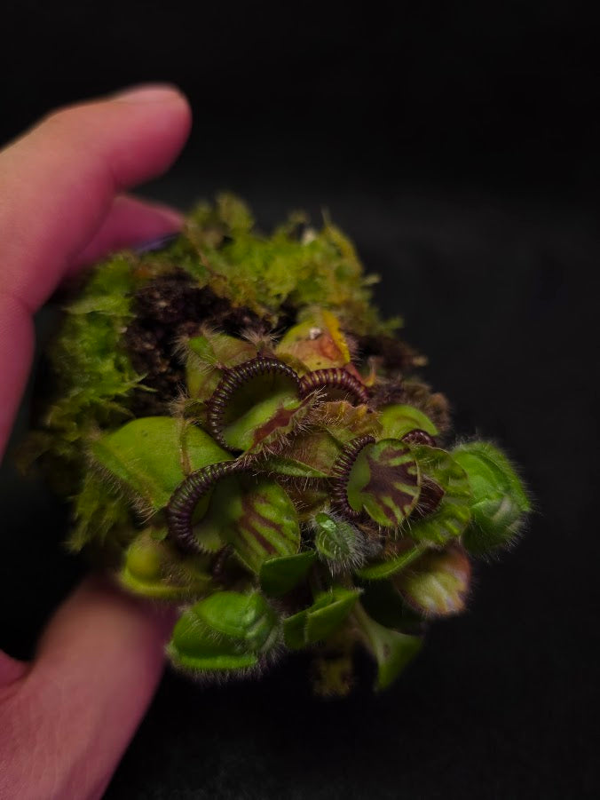 Cephalotus follicularis Walpole SG (CK clone) セファロタスフォリ