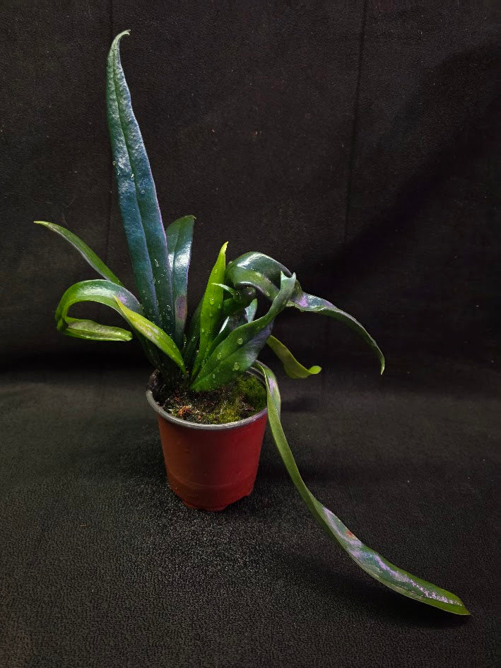 Blue Oil Fern #03