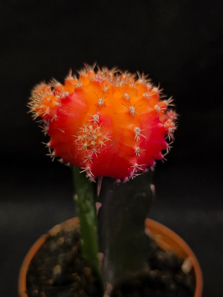 Moon Cactus #01