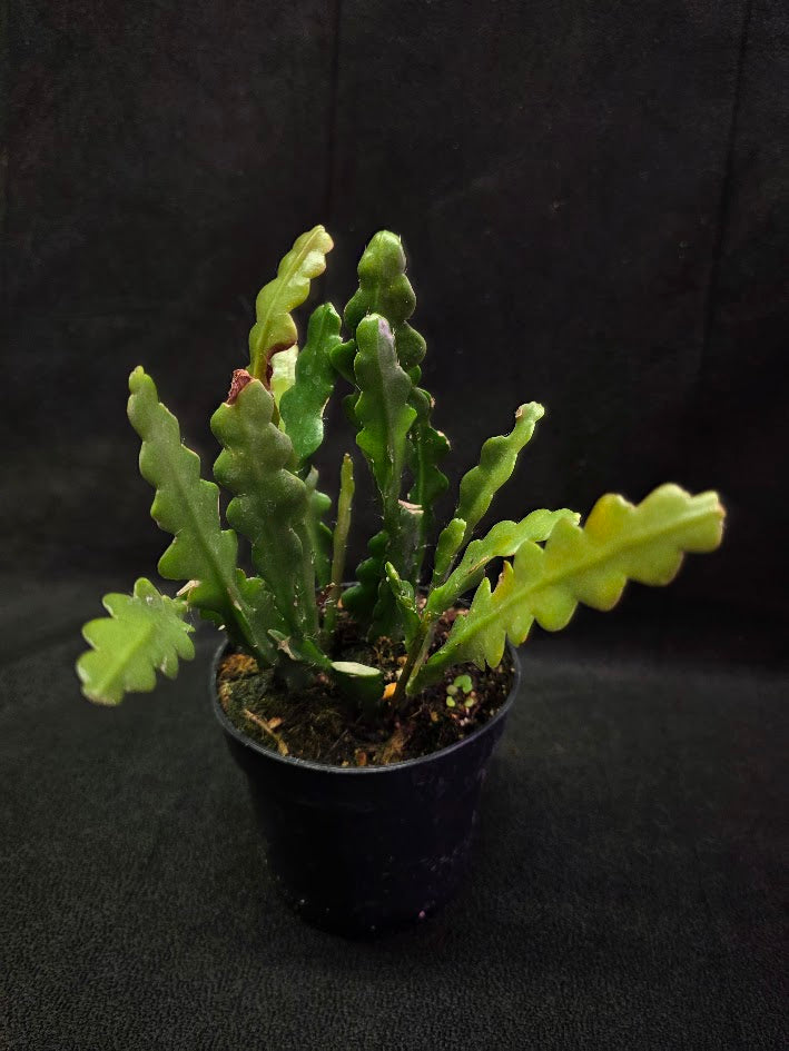 Fishbone Cactus #02