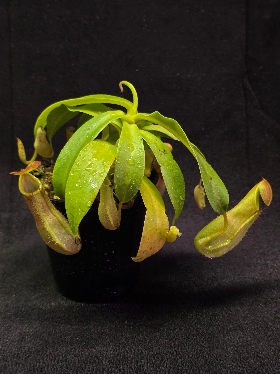 Carnivorous Plants