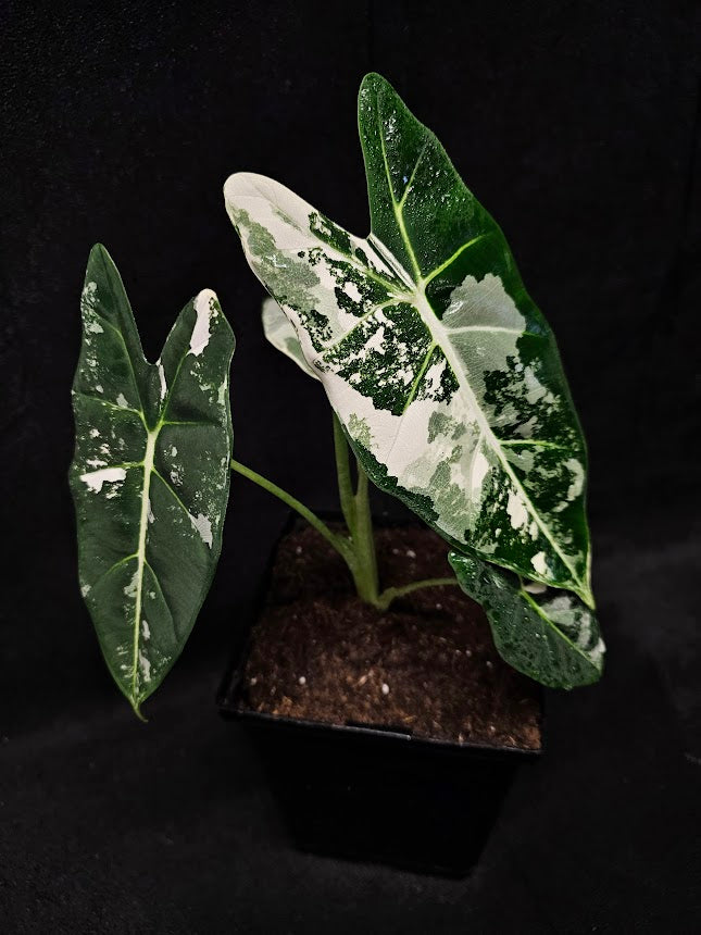 Alocasias