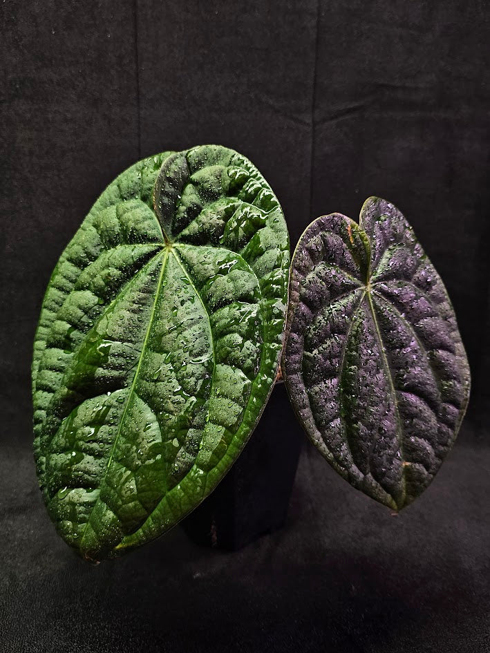 Anthuriums