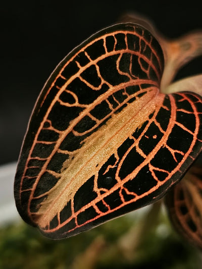 Assorted Vivarium Plants