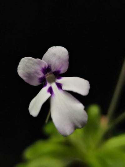 Pinguicula