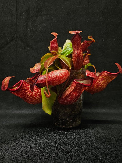 Pitcher Plants