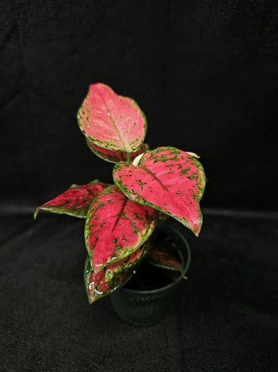 Aglaonema