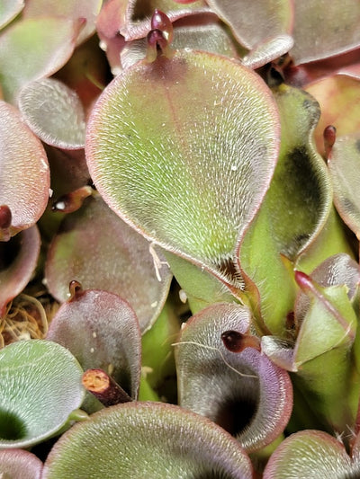 Heliamphora