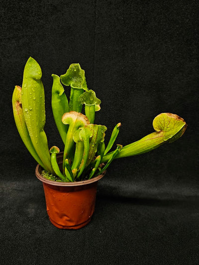 Sarracenia