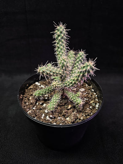 Cactus & Desert Plants