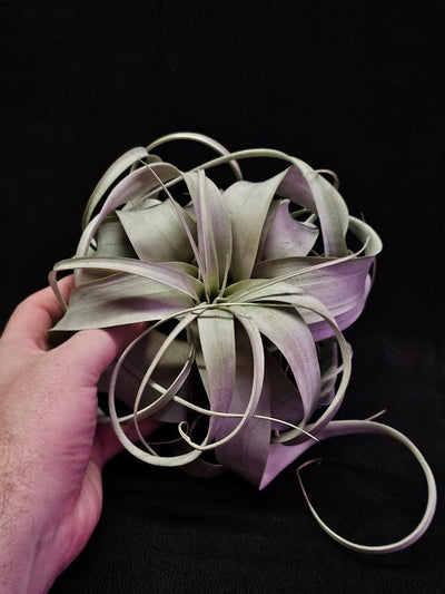 Air Plants