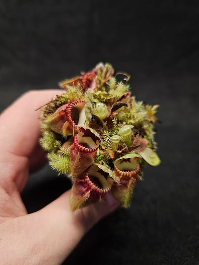 Cephalotus