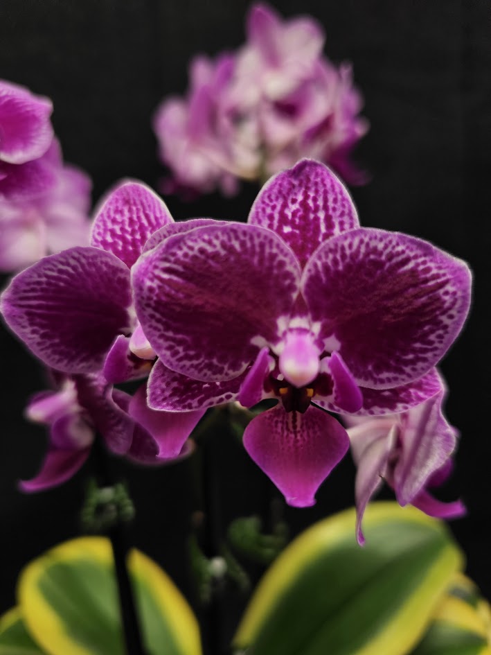 Orchids