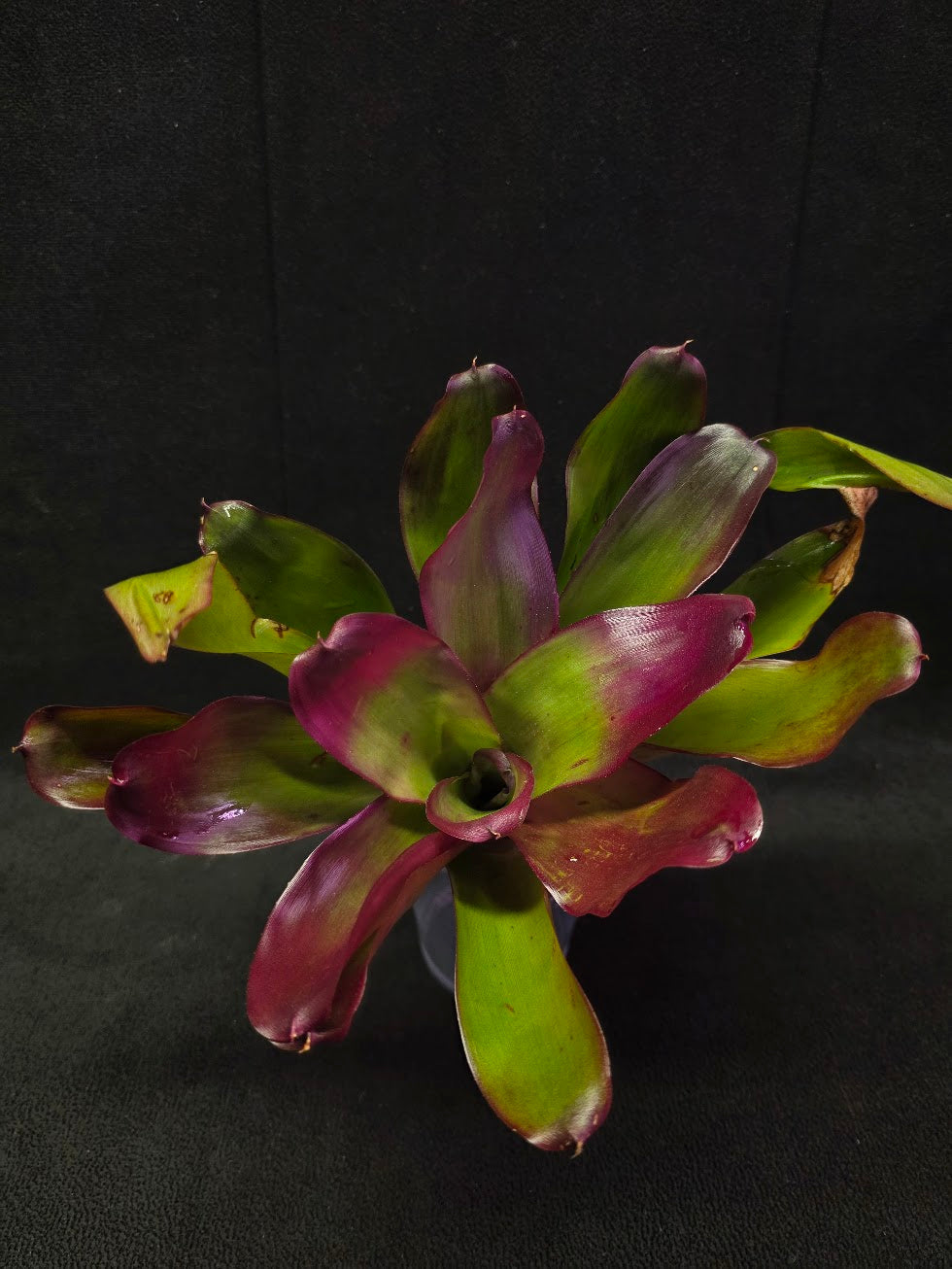Bromeliads