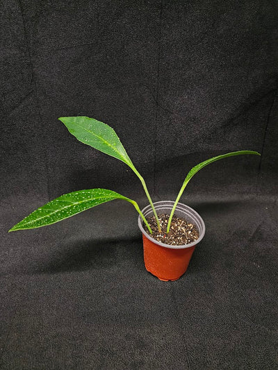 Anthurium Jenmanii Peru #1, Found In The Rainforests In Central & South America