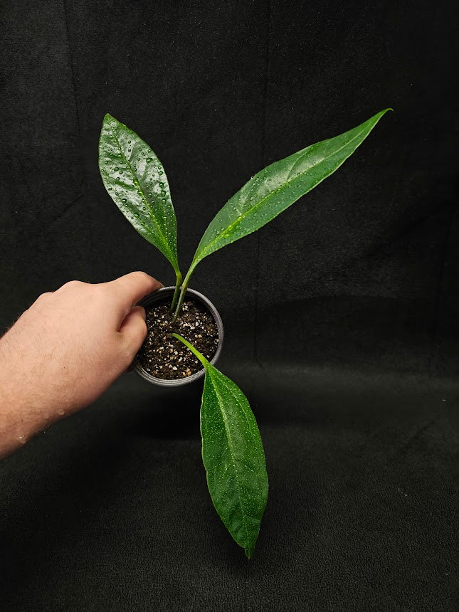 Anthurium Jenmanii Peru #1, Found In The Rainforests In Central & South America
