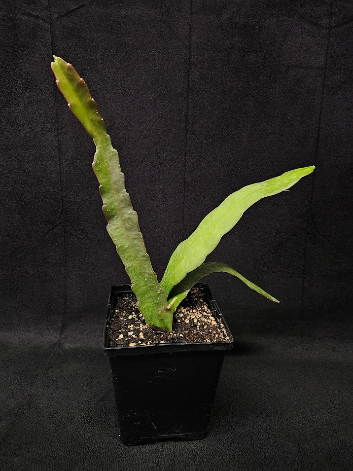 Queen Of The Night Orchid Cactus #03, Selenicereus Oxypetalum, Originates From Southern Mexico