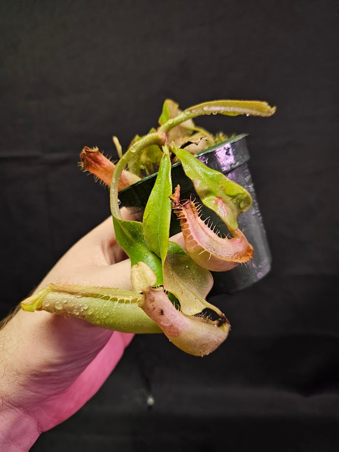 Nepenthes Veitchii Golden Form #01, Very Rare Pitcher Plant In Canada, Colorful Pitchers & Stunning Specimen
