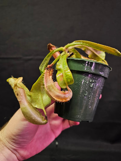 Nepenthes Veitchii Golden Form #01, Very Rare Pitcher Plant In Canada, Colorful Pitchers & Stunning Specimen