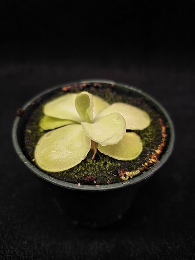 Pinguicula Tina #01, A Mexican Butterwort Hybrid Of P. Agnata & P. Zecheri, Produces A Single Purple Flower