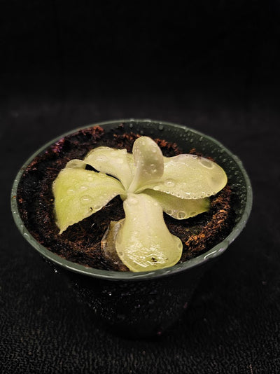 Pinguicula Tina #07, A Mexican Butterwort Hybrid Of P. Agnata & P. Zecheri, Produces A Single Purple Flower