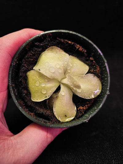 Pinguicula Tina #07, A Mexican Butterwort Hybrid Of P. Agnata & P. Zecheri, Produces A Single Purple Flower
