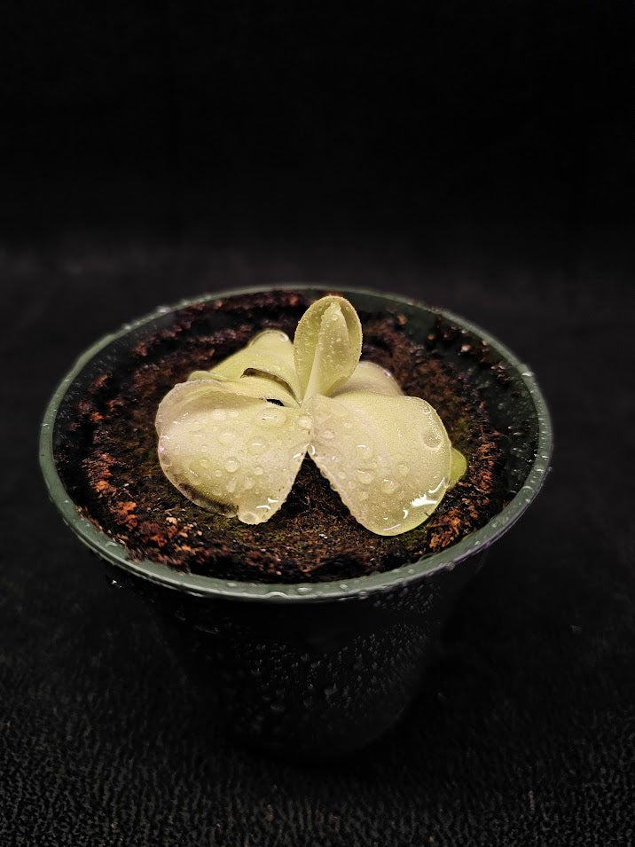 Pinguicula Tina #08, A Mexican Butterwort Hybrid Of P. Agnata & P. Zecheri, Produces A Single Purple Flower