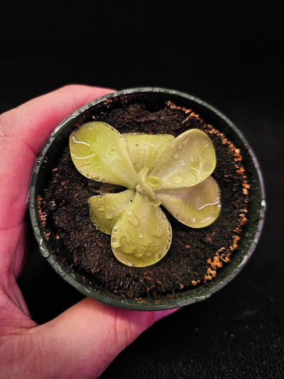 Pinguicula Tina #10, A Mexican Butterwort Hybrid Of P. Agnata & P. Zecheri, Produces A Single Purple Flower