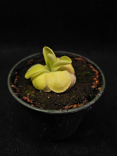 Pinguicula Tina #11, A Mexican Butterwort Hybrid Of P. Agnata & P. Zecheri, Produces A Single Purple Flower