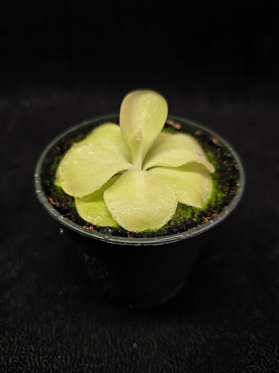 Pinguicula Tina #18, A Mexican Butterwort Hybrid Of P. Agnata & P. Zecheri, Produces A Single Purple Flower