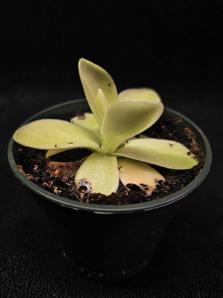 Pinguicula Gigantea #01, The Largest Known Mexican Butterwort In The World, Gets A Diameter Up to One Foot