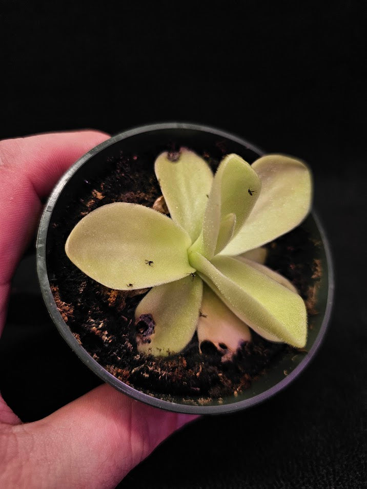 Pinguicula Gigantea #01, The Largest Known Mexican Butterwort In The World, Gets A Diameter Up to One Foot